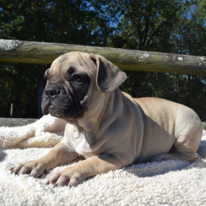 French Bulldog Puppy Keaton