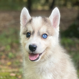 Pomsky Puppy Brutta