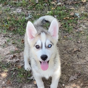 Pomsky Puppy Brutta