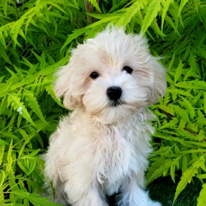 Maltipoo Puppy Adara