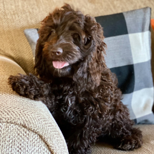 Cockapoo Puppy Heath