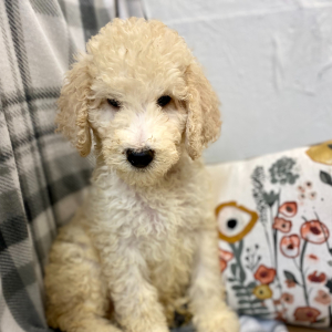 Poodle Puppy Enzo