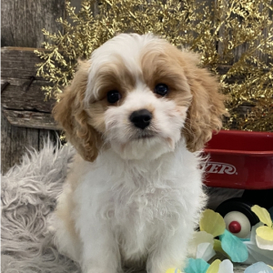 Cavachon Puppy Bowen