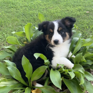 Australian Shepherd Puppy Ariel