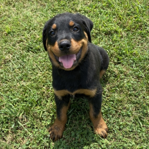 Rottweiler Puppy Bruiser