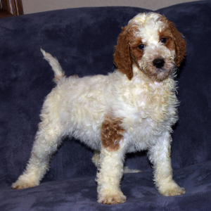 Goldendoodle Puppy Georgianna