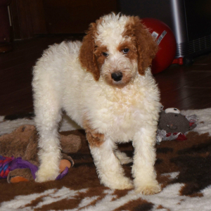 Goldendoodle Puppy Georgianna