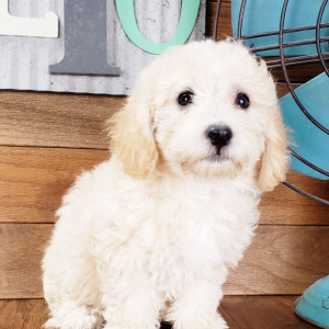 Bichonpoo Puppy Aspen