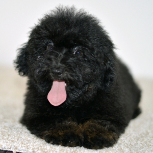 Poodle Puppy Kendall