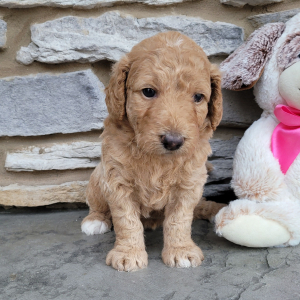 Goldendoodle Puppy Miss Rita