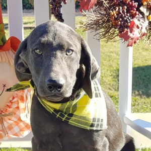 Labrador Retriever Puppy Arliss