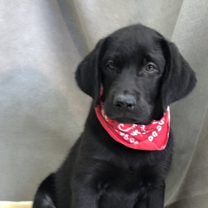 Labrador Retriever Puppy Zero