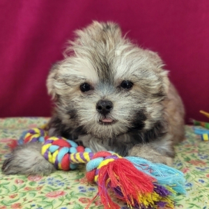 Havanese Puppy Kody