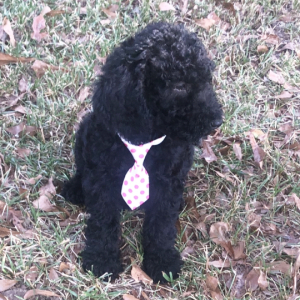 Labradoodle Puppy Scout