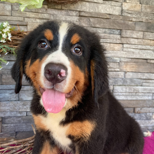 Bernese Mountain Dog Puppy Cindy