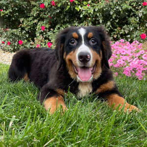 Bernese Mountain Dog Puppy Cindy