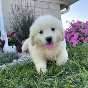 Golden Retriever Puppy Leanna