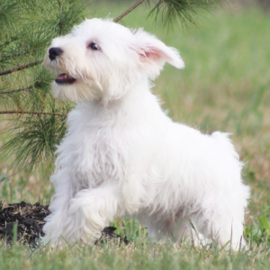 Miniature Schnauzer Puppy Marty