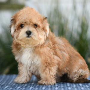 Morkie Puppy Alberta