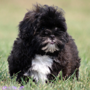 Shihpoo Puppy Ivan