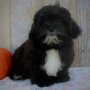 Shihpoo Puppy Ivan