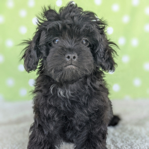 Peekapoo Puppy Gucci