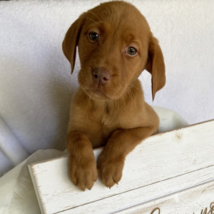 Labrador Retriever Puppy Annie