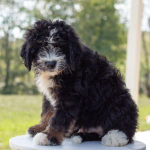 Bernedoodle Puppy Romeo