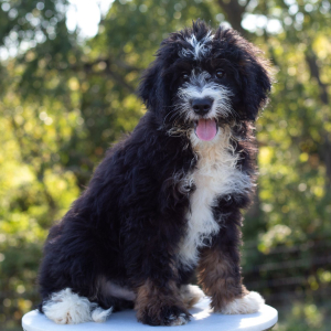 Bernedoodle Puppy Romeo