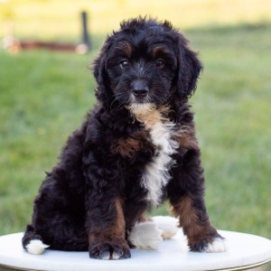 Bernedoodle Puppy Layla