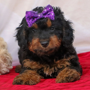 Bernedoodle Puppy Annabelle