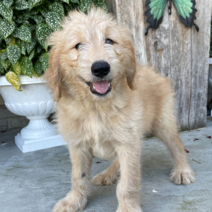 Goldendoodle Puppy Nick