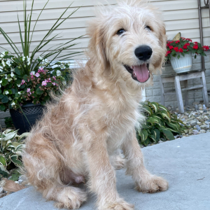 Goldendoodle Puppy Nick