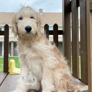 Goldendoodle Puppy Nick