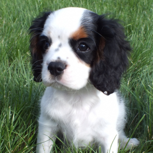 Cavalier King Charles Spaniel Puppy Romeo