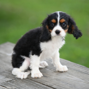 Cavalier King Charles Spaniel Puppy Niles