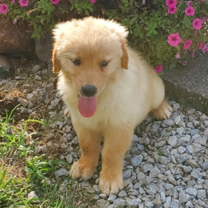 Golden Retriever Puppy Dan