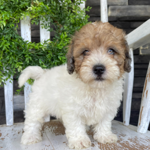 Bichonpoo Puppy Bucky