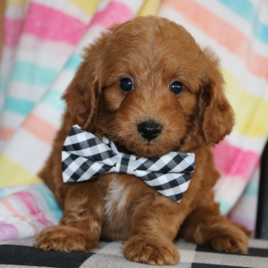 Goldendoodle Puppy Sir Henry