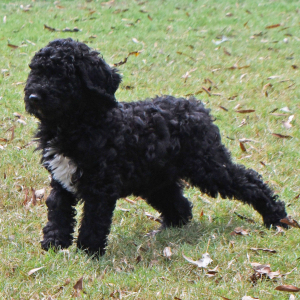 Poodle Puppy Ravan