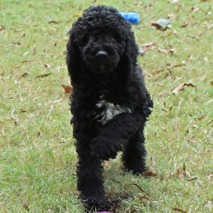 Poodle Puppy Ravan