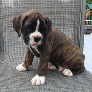 Boxer Puppy Champ