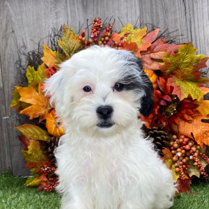 Shichon Puppy Sugar