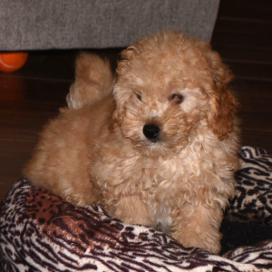 Goldendoodle Puppy Glade