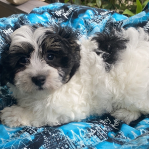 Coton de Tulear Puppy Tucker