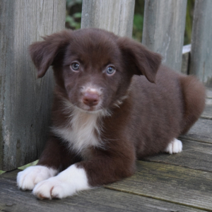 Border Collie Puppy Lucile