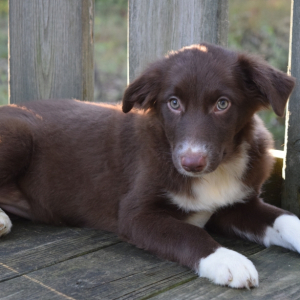 Border Collie Puppy Lucile