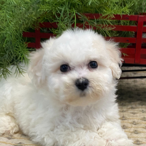 Bichon Frise Puppy Janson
