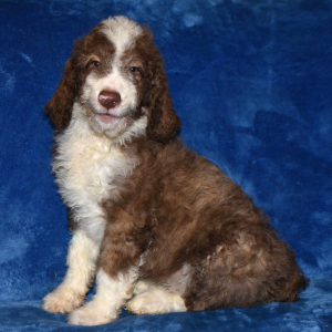 Aussiedoodle Puppy Dak