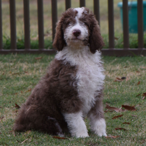 Aussiedoodle Puppy Dak